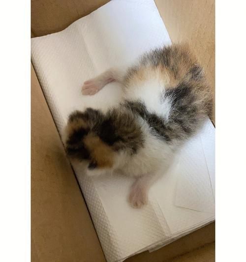 捡回来的小猫怎么处理？（从寻找失主到收养宠物，教你一步步做好。）