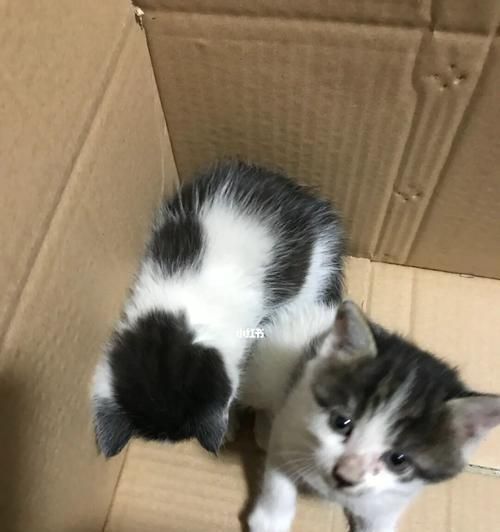 捡回来的小猫怎么处理？（从寻找失主到收养宠物，教你一步步做好。）