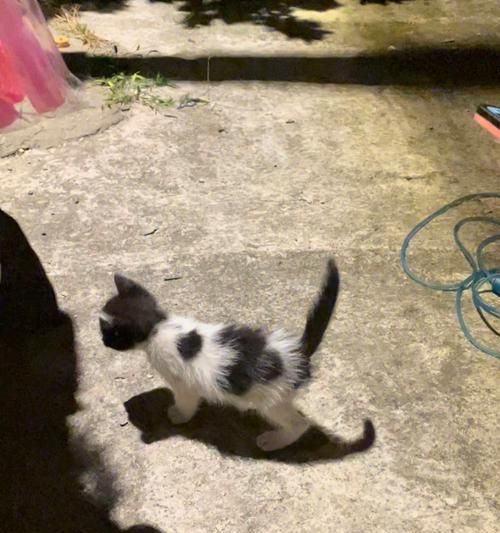 捡回来的小猫怎么处理？（从寻找失主到收养宠物，教你一步步做好。）