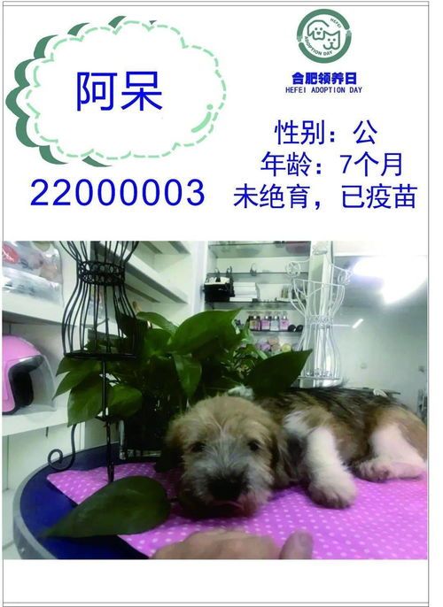 “荆州萌宠寄卖，寻爱家的小伙伴，快来领养吧！”