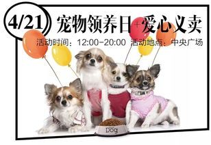 伊春宠物领养，爱心传递，小红书领养指南！