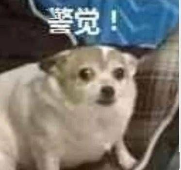 “微信领养宠物，15万被骗，警惕宠物陷阱！”