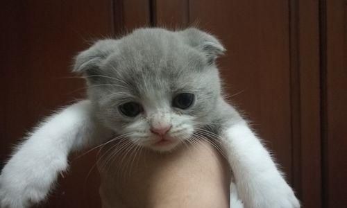 捡到猫咪不想养怎么办？如何找到合适的领养人或机构？