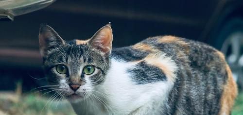捡到猫咪不想养怎么办？如何找到合适的领养人或机构？