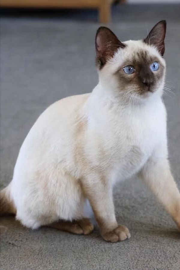 虎斑暹罗猫多少钱一只幼崽，虎斑暹罗猫品种图解