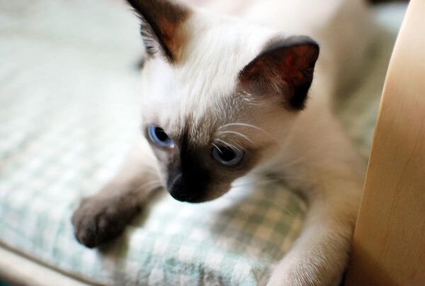 虎斑暹罗猫多少钱一只幼崽，虎斑暹罗猫品种图解