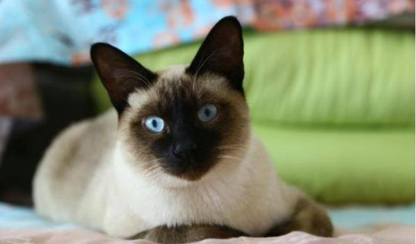 虎斑暹罗猫多少钱一只幼崽，虎斑暹罗猫品种图解
