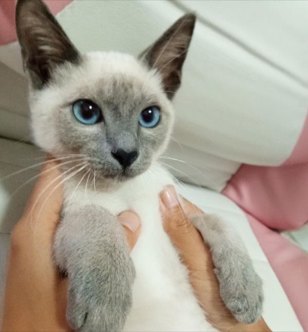 虎斑暹罗猫多少钱一只幼崽，虎斑暹罗猫品种图解