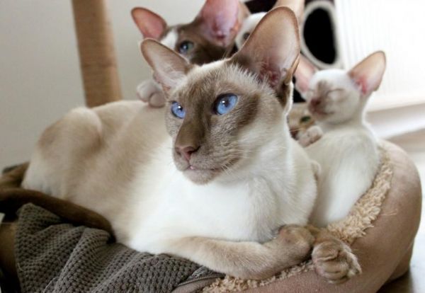 虎斑暹罗猫多少钱一只幼崽，虎斑暹罗猫品种图解