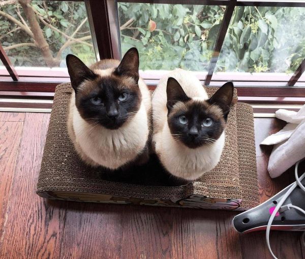虎斑暹罗猫多少钱一只幼崽，虎斑暹罗猫品种图解