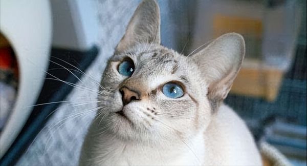 虎斑暹罗猫多少钱一只幼崽，虎斑暹罗猫品种图解