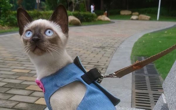 虎斑暹罗猫多少钱一只幼崽，虎斑暹罗猫品种图解