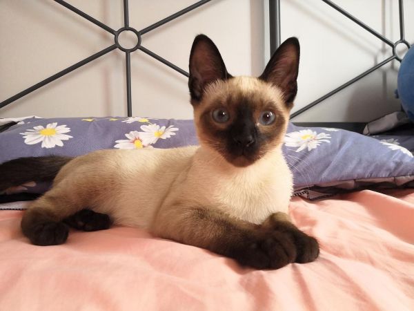 虎斑暹罗猫多少钱一只幼崽，虎斑暹罗猫品种图解