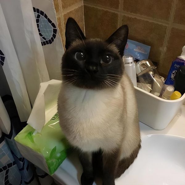 虎斑暹罗猫多少钱一只幼崽，虎斑暹罗猫品种图解
