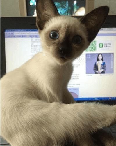 号称猫中之狗的暹罗猫是怎样的?