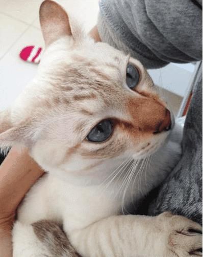 号称猫中之狗的暹罗猫是怎样的?