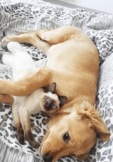 号称猫中之狗的暹罗猫是怎样的?