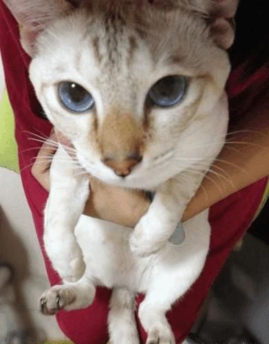 号称猫中之狗的暹罗猫是怎样的?