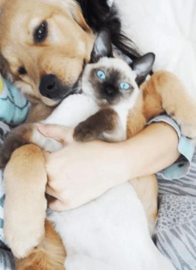 号称猫中之狗的暹罗猫是怎样的?