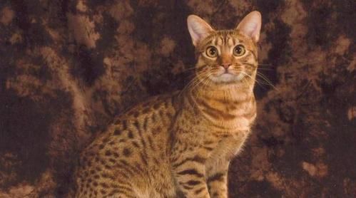 宠物猫中的智慧精英——以豹猫暹罗猫为例（探究豹猫暹罗猫的聪明才智）