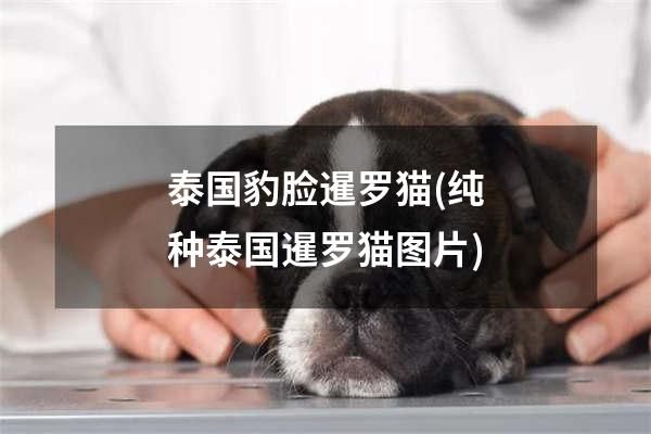 泰国豹脸暹罗猫(纯种泰国暹罗猫图片)