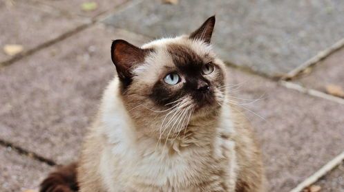 猫品种繁多,如波斯、暹罗等,宠物常见有波斯、暹罗等。