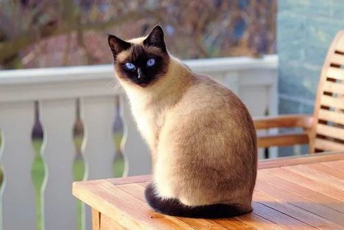 猫品种繁多,如波斯、暹罗等,宠物常见有波斯、暹罗等。