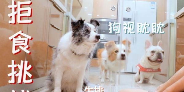 如何训练你的狗狗拒食（以宠物为主的拒食训练方法）