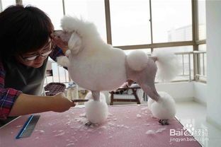 如何成为一名B级宠物美容师？国内B级宠物美容师培训机构排名一览表