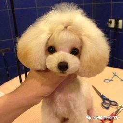 如何成为一名B级宠物美容师？国内B级宠物美容师培训机构排名一览表