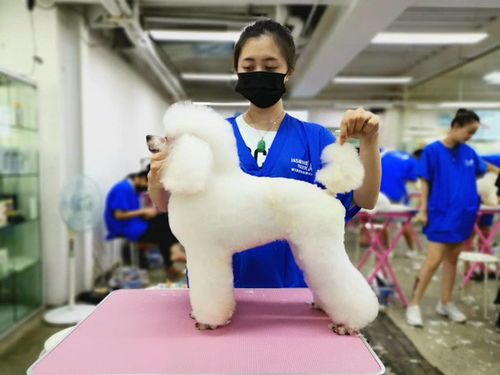 如何成为一名B级宠物美容师？国内B级宠物美容师培训机构排名一览表