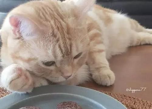 小猫长胖的饮食秘诀（探秘宠物猫的食谱，让你的小猫健康长胖）