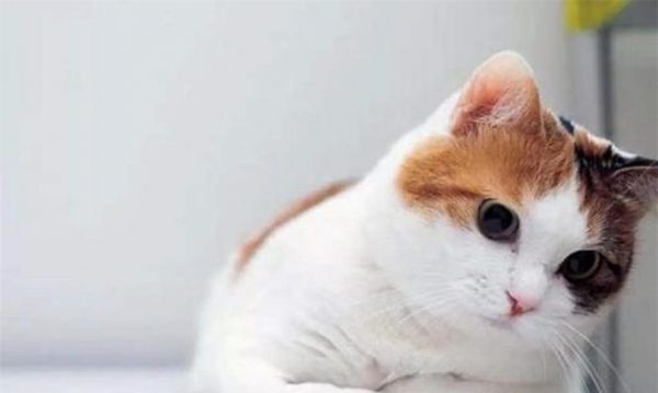 猫咪能否食用猪肉（探究猫咪对猪肉的消化吸收能力及注意事项）