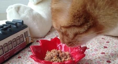 猫咪能否食用猪肉（探究猫咪对猪肉的消化吸收能力及注意事项）