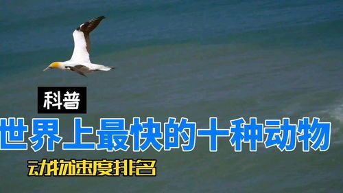 揭秘:你的宠物鸟有多少种类?它们能带给你哪些意想不到的好处!