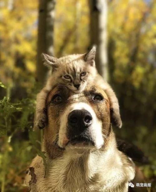 猫咪变身狗狗的温暖帽子，一起去户外玩耍