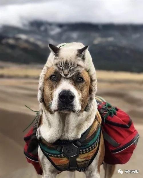 猫咪变身狗狗的温暖帽子，一起去户外玩耍