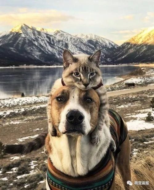 猫咪变身狗狗的温暖帽子，一起去户外玩耍