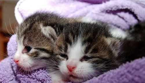 5个月小猫频繁打喷嚏是什么原因？如何处理？