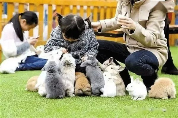 萌宠乐园宠物日常清洁，让爱宠的家更温馨
