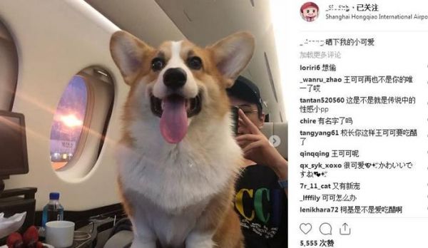 王思聪三大宠物，狗生赢家王可可，女友同款柯基，还有一只新宠！