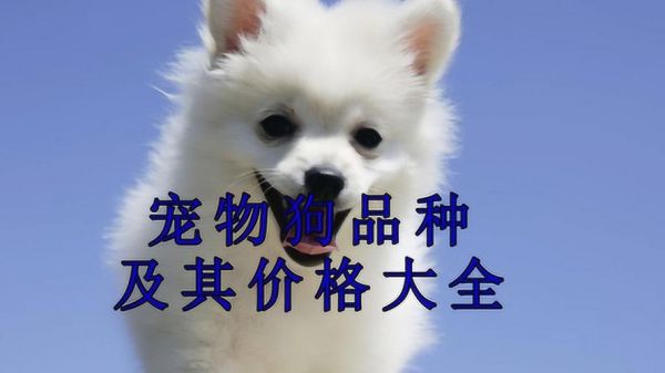 宠物狗市场价格表大全（宠物狗市场视频）