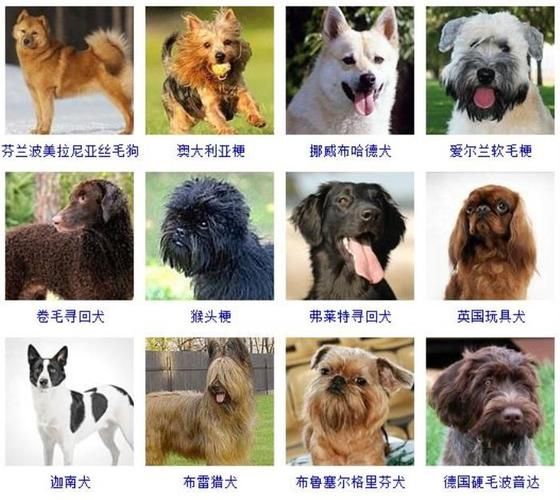 宠物狗市场价格表大全（宠物狗市场视频）
