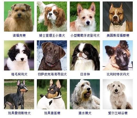 宠物狗,宠物狗的品种图片大全