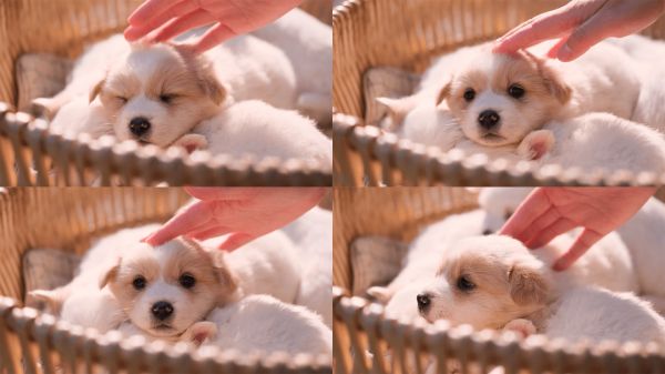 撸狗可爱宠物小狗幼犬