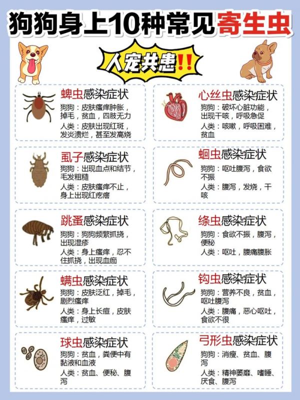 宠物常见体外寄生虫应对方法（宠物常见体外寄生虫应对方法有）