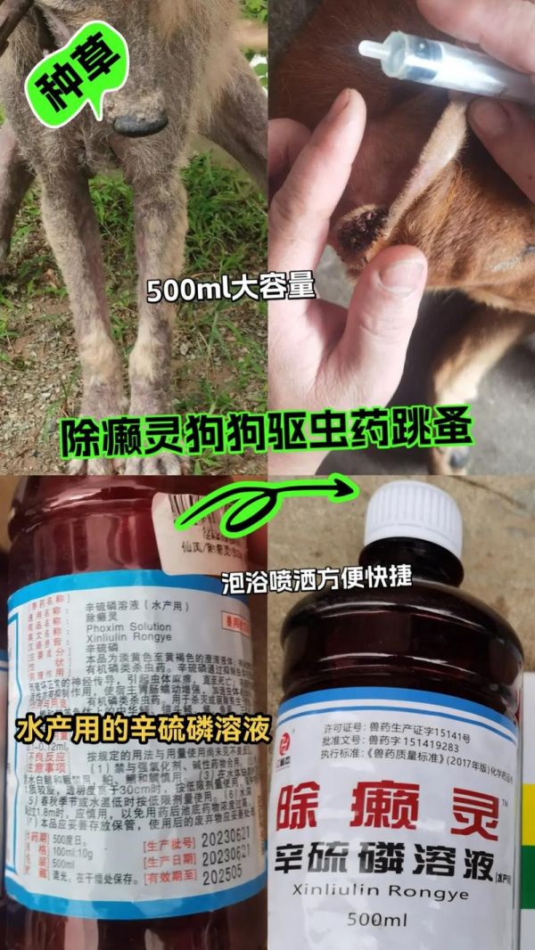 宠物常见体外寄生虫应对方法（宠物常见体外寄生虫应对方法有）