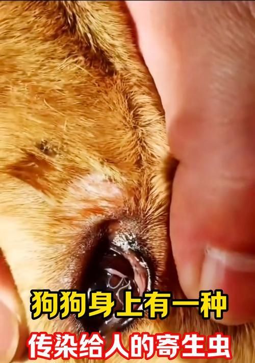 宠物狗寄生虫会传染人吗？怎么预防和处理？