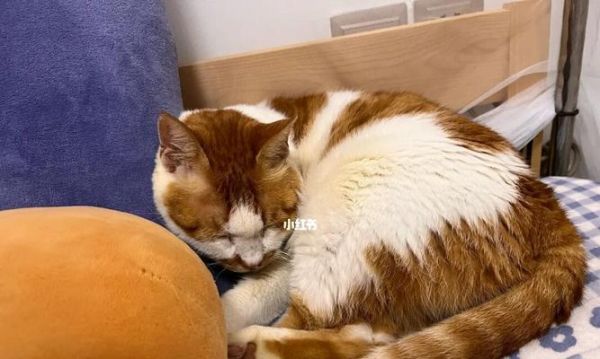小猫冷到会得什么病（宠物猫的保暖方法与常见疾病预防）