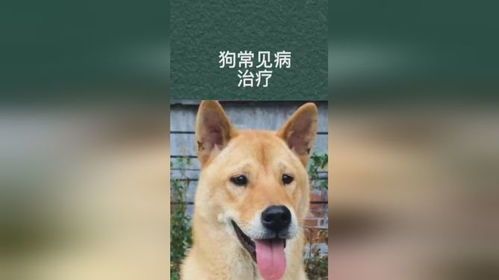 宠物狗狗常见病防治攻略
